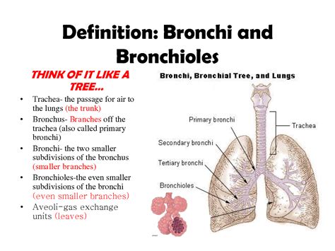 to breathe. . The word bronchus means quizlet
